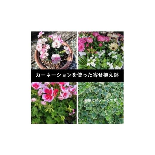 ふるさと納税 花・苗木 岡山県 美作市 カーネーションを使った寄せ植えブリキ鉢 1625251