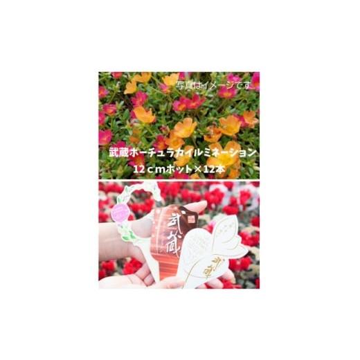 ふるさと納税 花・苗木 岡山県 美作市 武蔵ポーチュラカ 12ポット 1625256