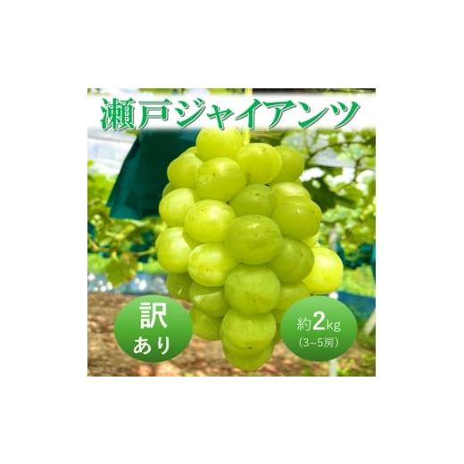 ふるさと納税 果物類 ぶどう 岡山県 高梁市   2026年 早期受付 ぶどう 瀬戸ジャイアンツ 3〜5房 約2kg 岡山県高梁市産 うめづぶどう園 化粧箱入り…