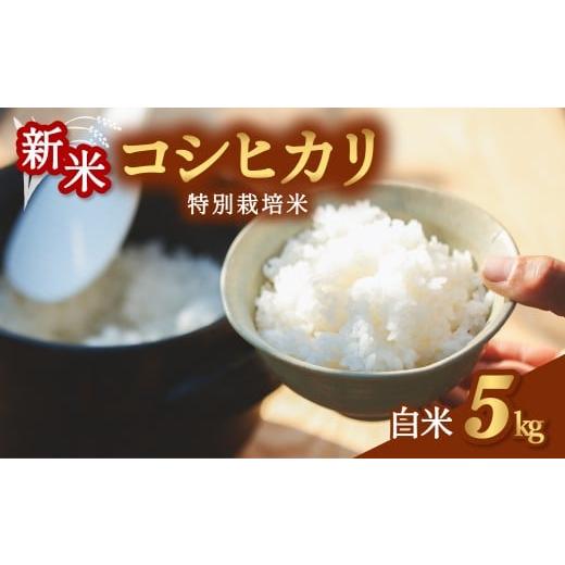 ふるさと納税 米 コシヒカリ 徳島県 海陽町 コシヒカリ 特別栽培米 白米 5kg