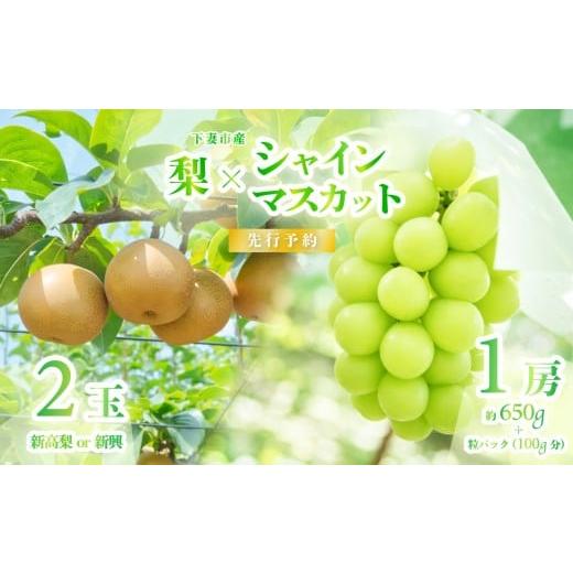 ふるさと納税 ぶどう マスカット 茨城県 下妻市 2026年 先行予約 シャインマスカット & 梨 食べ比べセット シャインマスカット 1房 約650g+粒パック(100g…