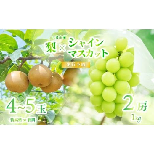 ふるさと納税 ぶどう マスカット 茨城県 下妻市 2026年 先行予約 シャインマスカット & 梨 食べ比べセット シャインマスカット 2房 約1kg以上+梨 4~5玉(新…