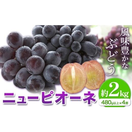ふるさと納税 果物類 ぶどう 岡山県 笠岡市 2026年先行予約 ニューピオーネ 1房480g以上 約2kg 4房 株式会社山博[2026年8月下旬-10月上旬頃出荷]岡山県 笠…