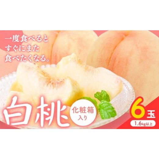 ふるさと納税 もも 岡山県 笠岡市 2026年先行予約 白桃 6玉(1.6kg以上) 株式会社山博 (中本青果)[2026年7月上旬‐8月中旬頃出荷]岡山県 笠岡市 桃 もも フ…