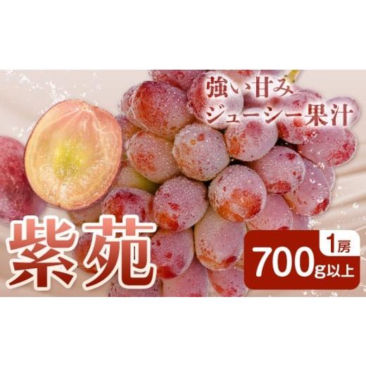 ふるさと納税 果物類 ぶどう 岡山県 笠岡市 ぶどう 紫苑 しえん フルーツ 700g以上 1房 化粧箱入り 株式会社山博[2026年10月下旬-11月下旬頃出荷]岡山県 笠…