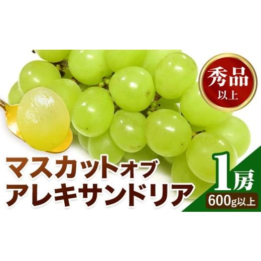 ふるさと納税 果物類 ぶどう 岡山県 笠岡市 2026年先行予約 マスカット オブ アレキサンドリア 1房(1房600g以上) 秀品以上 化粧箱入 株式会社山博(中本青果)…