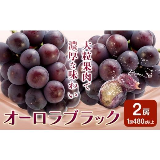 ふるさと納税 果物類 ぶどう 岡山県 笠岡市 ぶどう オーロラブラック フルーツ 2房 (1房480g以上) 化粧箱入り 株式会社山博[2026年8月下旬-9月下旬頃出荷]岡…