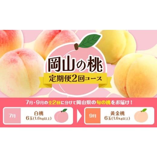 ふるさと納税 もも 岡山県 笠岡市 2回定期便 桃 岡山の桃定期便 2回コース 岡山県産 岡山白桃 黄金桃 株式会社山博[2026年7月上旬-9月末頃出荷]岡山県 笠岡…