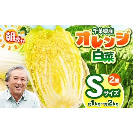ふるさと納税 野菜類 千葉県 君津市 オレンジ白菜 Sサイズ 約1〜2kg (2個) 農薬(化学肥料):栽培期間中不使用 | 鈴木アル・ファーム 白菜 はくさい 生で…