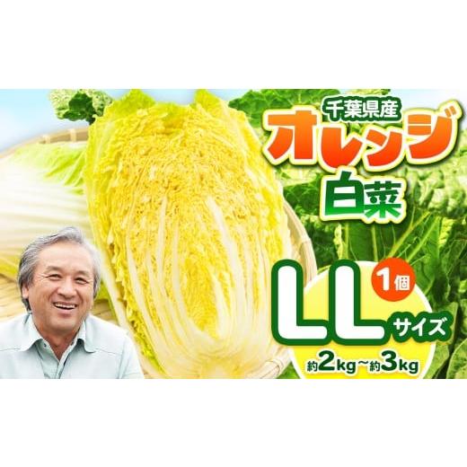 ふるさと納税 野菜類 千葉県 君津市 オレンジ白菜 LLサイズ 約2〜3kg (1個) 農薬(化学肥料):栽培期間中不使用 | 鈴木アル・ファーム 白菜 はくさい 生で…