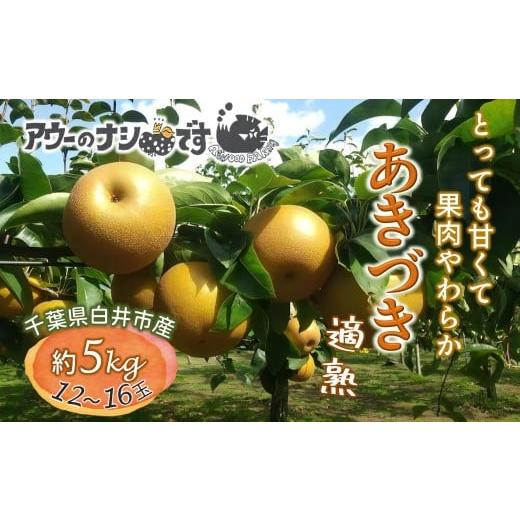 ふるさと納税 梨 千葉県 白井市 2026年秋収穫分 梨 あきづき 約5kg 12〜16玉 農家直送 千葉県白井市 先行予約受付 アウーファーム