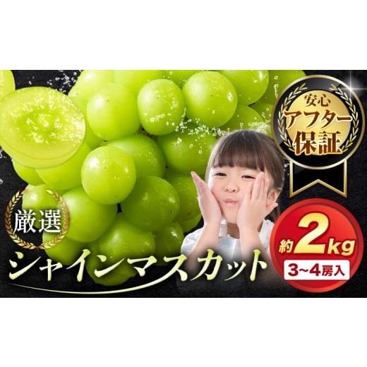 ふるさと納税 ぶどう マスカット 岡山県 浅口市 アフター保証付 シャインマスカット 厳選 訳あり シャインマスカット 約2kg 3-4房 2026年先行予約 [9月上旬-…