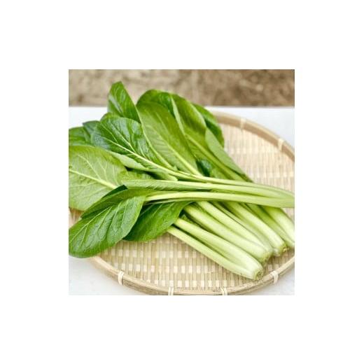 ふるさと納税 野菜類 岡山県 岡山市 岡山県産 新鮮小松菜 900g 栄養満点の健康野菜