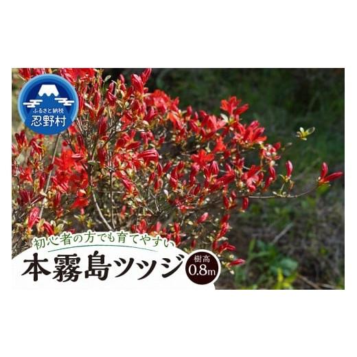 ふるさと納税 花・苗木 山梨県 忍野村 植木 本霧島ツツジ(赤) 0.8m