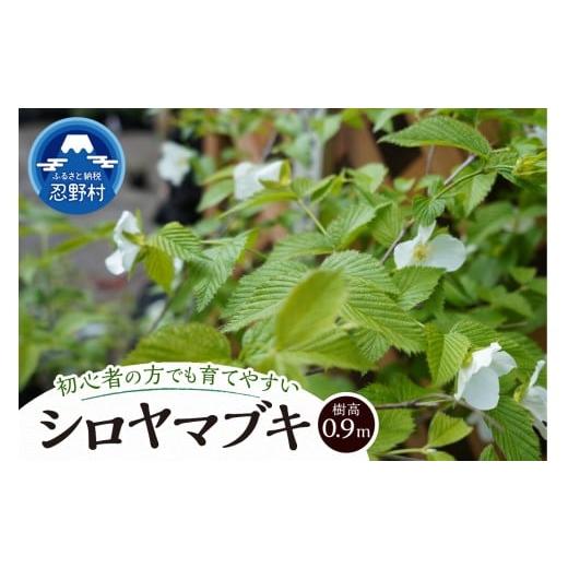 ふるさと納税 花・苗木 山梨県 忍野村 植木 白ヤマブキ 0.9m