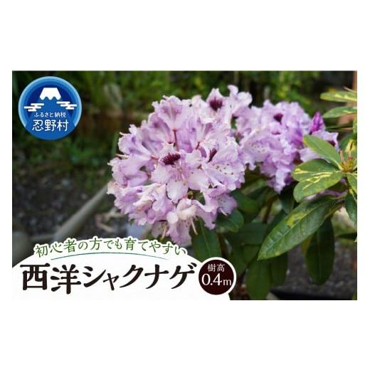 ふるさと納税 花・苗木 山梨県 忍野村 植木 シャクナゲ 0.4m