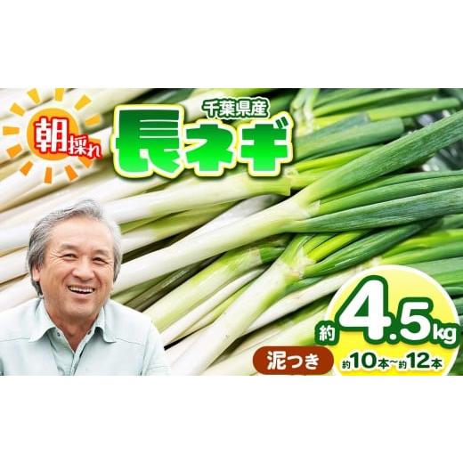 ふるさと納税 野菜類 千葉県 君津市 泥つき 長ネギ 約4.5kg (約10〜12本) 農薬(化学肥料):栽培期間中不使用 | 鈴木アル・ファーム ねぎ 泥付き ネギ 長…