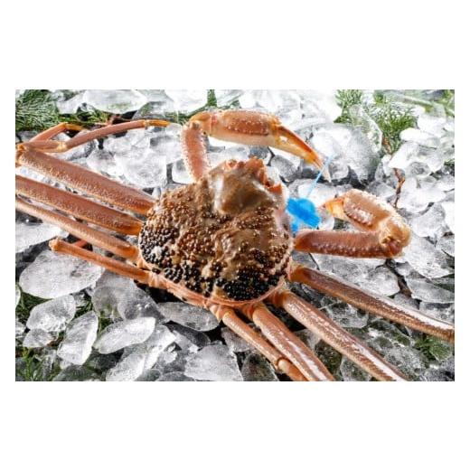 ふるさと納税 カニ 松葉ガニ 兵庫県 豊岡市 期間・数量限定 タグ付き 津居山産 松葉ガニ 1杯 / 活 700g〜800g / 新鮮 松葉がに 松葉蟹 ズワイガニ ずわいが…