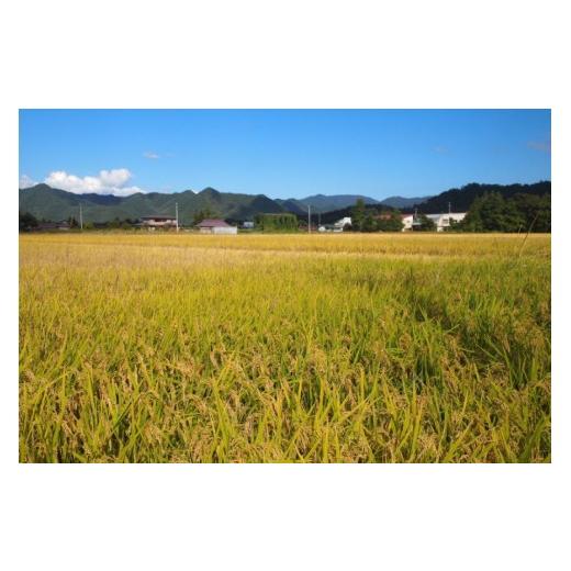 ふるさと納税 米 山形県 高畠町 米 定期便 3回 令和8年産 雪若丸 10kg (5kg×2) 本田勇仁 山形県 高畠町 tk06bgj910003 お米 白米 精米 ごはん ご飯 ブランド…_8