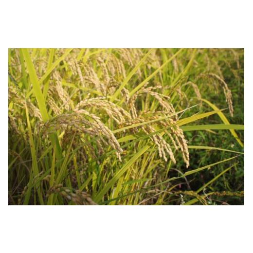 ふるさと納税 米 山形県 高畠町 米 定期便 3回 令和8年産 雪若丸 10kg (5kg×2) 本田勇仁 山形県 高畠町 tk06bgj910003 お米 白米 精米 ごはん ご飯 ブランド…_9
