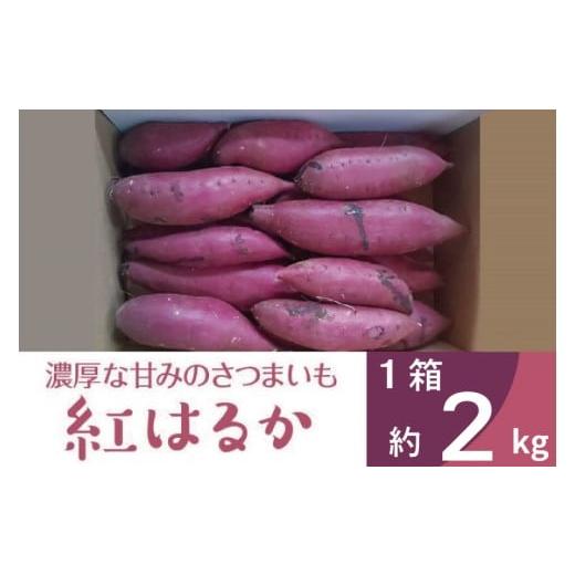 ふるさと納税 野菜類 サツマイモ 茨城県 行方市 2025年度産 濃厚な甘みのさつまいも 紅はるか 約2kg|さつまいも 芋 お芋 紅はるか 渋谷農園 茨城県 行方市(BZ…