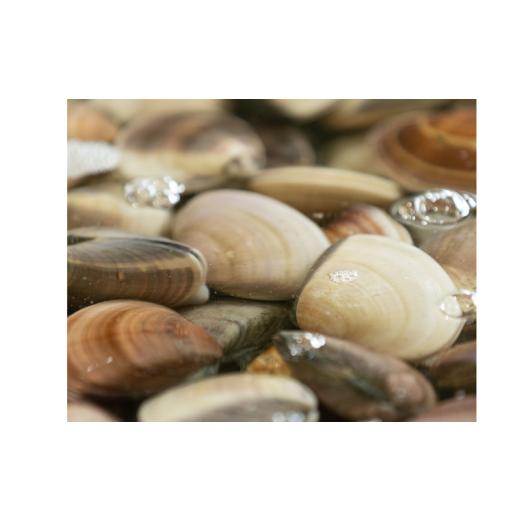 ふるさと納税 しじみ・あさり・蛤 蛤(はまぐり) 千葉県 旭市 天然 活はまぐり 40-60gサイズ 約1.5kg 活 はまぐり 蛤 砂抜き 冷蔵 九十九里産 魚介 魚貝 魚介…