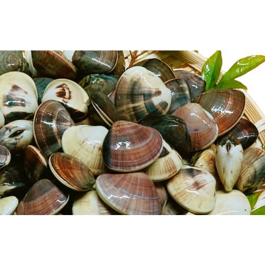 ふるさと納税 しじみ・あさり・蛤 蛤(はまぐり) 千葉県 旭市 天然 活はまぐりゼンナ 小粒 約1.5kg 活 はまぐり 蛤 砂抜き 冷蔵 九十九里産 魚介 魚貝 魚介類…