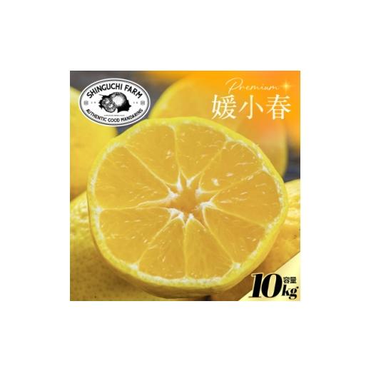 ふるさと納税 みかん・柑橘類 愛媛県 八幡浜市 数量限定 老舗農家が見極めたプレミアム 媛小春10kg 愛媛県新品種 H70-119 1683937