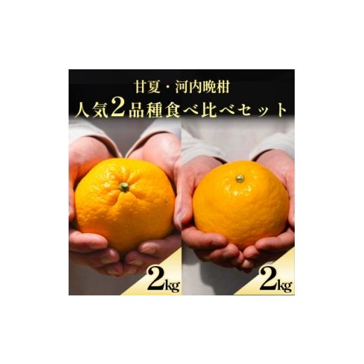 ふるさと納税 みかん・柑橘類 愛媛県 八幡浜市 甘夏+河内晩柑 愛媛人気2品種食べ比べ 各2kg D70-134 1684484