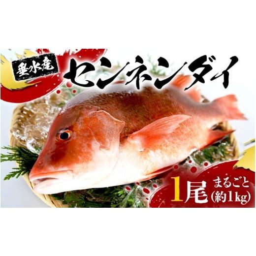 ふるさと納税 魚貝類 鯛 鹿児島県 垂水市 C3-7702/センネンダイ 丸ごと 1尾(内臓処理なし・約1kg)