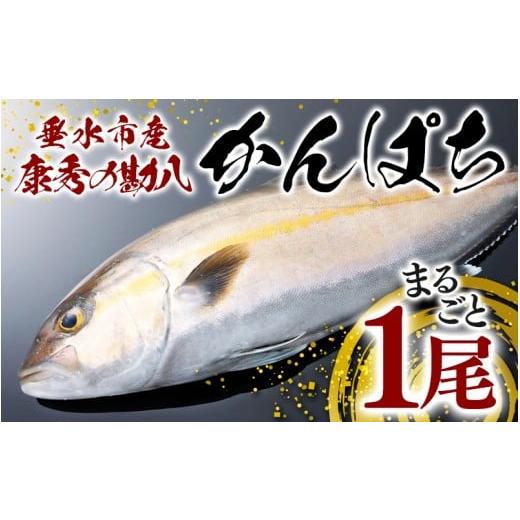 ふるさと納税 旬の鮮魚等 鹿児島県 垂水市 C3-7703/康秀の勘八 まるごと 1尾(内臓処理なし・3.5kg前後)