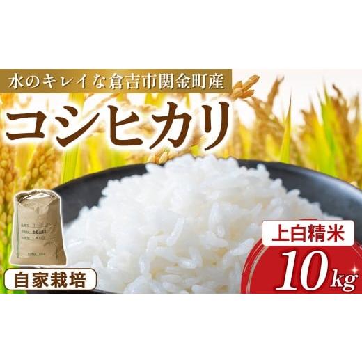ふるさと納税 米 コシヒカリ 鳥取県 倉吉市 コシヒカリ 10kg(上白精米)令和7年産 新米 お米 米 こめ コメ こしひかり コシヒカリ ご飯 ごはん 鳥取県 倉吉市…