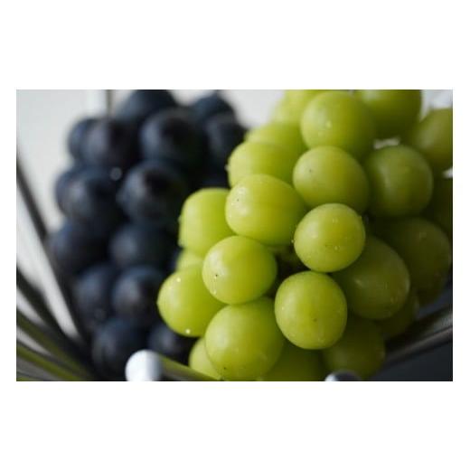 ふるさと納税 ぶどう 長野県 松本市 先行受付:2026年発送 松本市山辺産 シャインマスカット・ナガノパープル 各1房(1キロ以上) │ シャインマスカット…