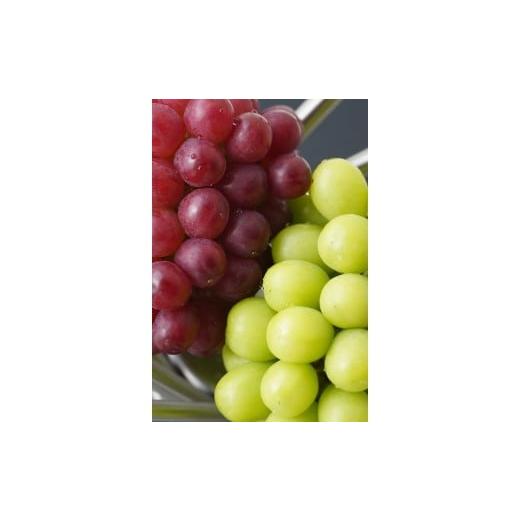 ふるさと納税 ぶどう 長野県 松本市 先行受付:2026年発送 松本市山辺産 シャインマスカット・クイーンルージュ 各1房(1キロ以上) │ シャインマスカッ…