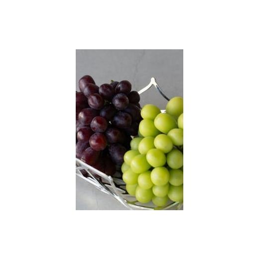 ふるさと納税 ぶどう 長野県 松本市 先行受付:2026年発送 松本市山辺産 シャインマスカット・富士の輝 各1房(1キロ以上) │ シャインマスカット クイ…