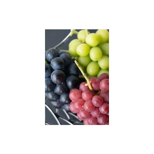 ふるさと納税 果物類 ぶどう 長野県 松本市 先行受付:2026年発送 松本市山辺産 シャインマスカット・ナガノパープル・クイーンルージュ 各1房(1.5キロ以…