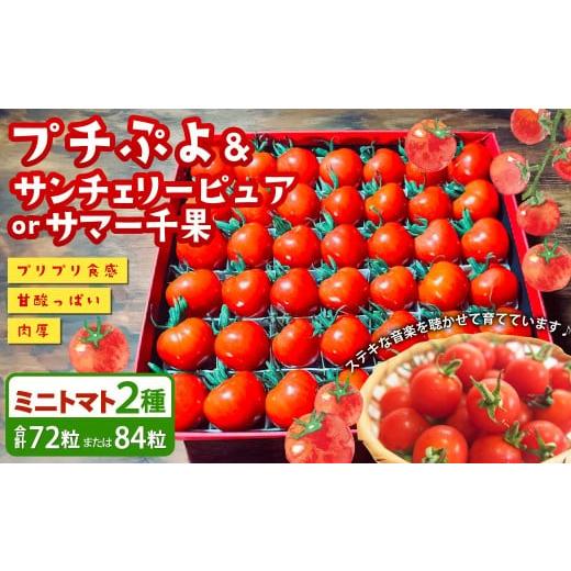 ふるさと納税 トマト ミニトマト 大分県 竹田市 音楽を聴いて育った 「ミニトマト 2段 黒 / 赤 BOX」 (プチぷよ 30粒から42粒 / サンチェリーピュア もしく…