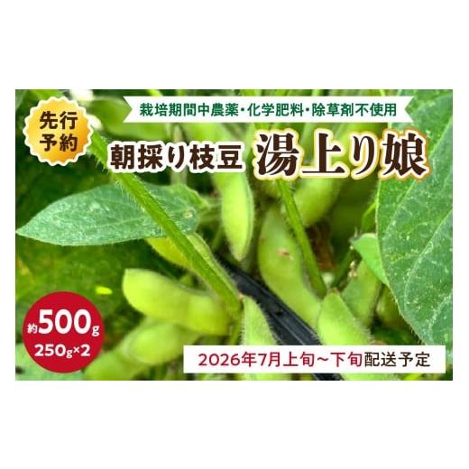 ふるさと納税 豆類 枝豆 京都府 京丹後市 先行予約/数量限定40 朝採り枝豆(湯上り娘)500g(250g×2パック)(栽培期間中農薬・化学肥料・除草剤不使用)(…