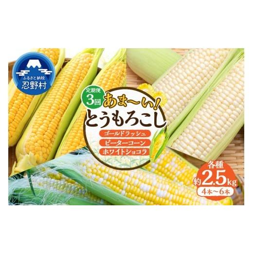 ふるさと納税 とうもろこし 山梨県 忍野村 ＼＼ セレクト定期便(月3回お届け) 2026年先行予約// 富士北麓忍野村の気候、水、自然で作られた朝採りトウモロコ…