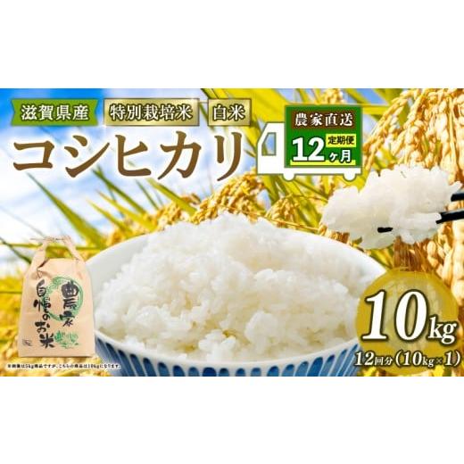 ふるさと納税 米 コシヒカリ 滋賀県 竜王町 新米 特別栽培米 こしひかり 令和7年産 米 10kg 白米 定期便 12ヶ月 計 120kg コシヒカリ 2025年産 国産 農家直送 …
