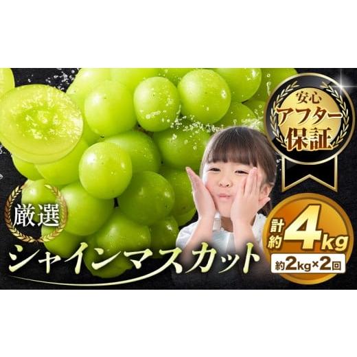 ふるさと納税 ぶどう マスカット 岡山県 浅口市 チョイス限定 アフター保証付 シャインマスカット 厳選 訳あり シャインマスカット 計約4kg 約2kg×2回定期便…