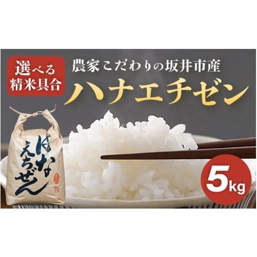 ふるさと納税 米 福井県 坂井市 令和7年産 農家こだわりの坂井市産 ハナエチゼン 5kg 白米 米 コメ お米 華越前 5キロ ふるさと納税米 ブランド米 国産 A-102…
