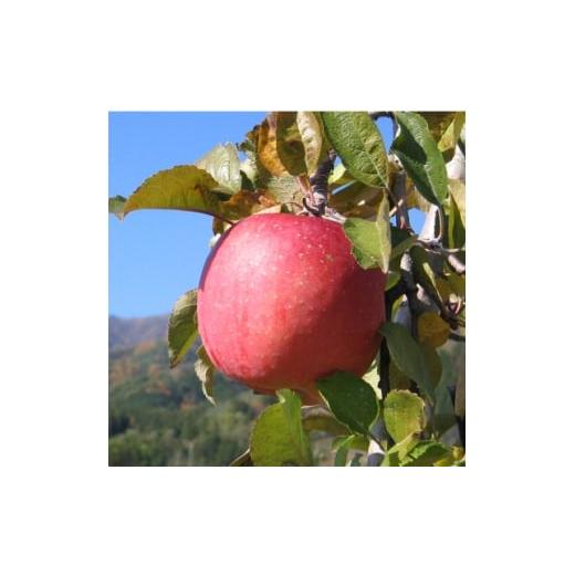 ふるさと納税 りんご 長野県 飯島町 南信州あじさい農園 葉とらずりんご(サンふじ)約3kg 1594213