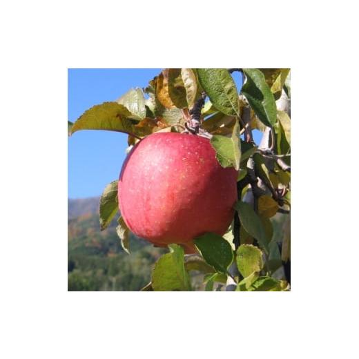 ふるさと納税 りんご 長野県 飯島町 南信州あじさい農園 葉とらずりんご(サンふじ)約5kg 1594214