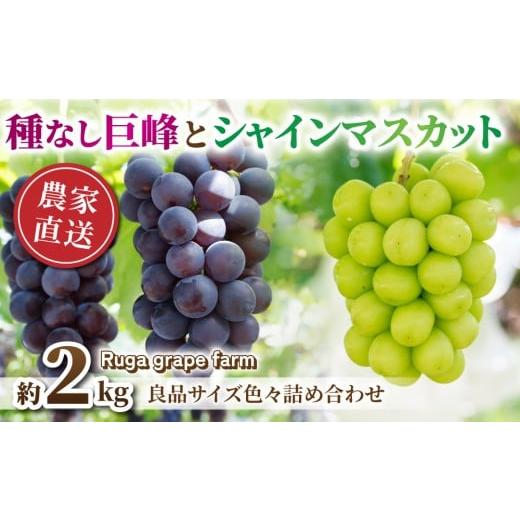 ふるさと納税 ぶどう マスカット 長野県 東御市 先行受付2026年発送 シャインマスカット&種なし巨峰 合計約2kg良品サイズ色々詰め合わせセット 2026年8月下…
