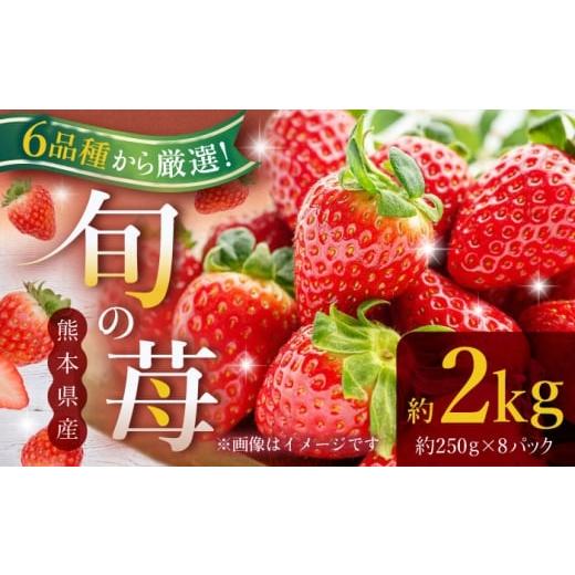 ふるさと納税 いちご 熊本県 山鹿市 先行予約 熊本県産いちご 約2kg(250g×8pc) イチゴ フルーツ 果物 熊本県産 熊本 日本フルーツ株式会社