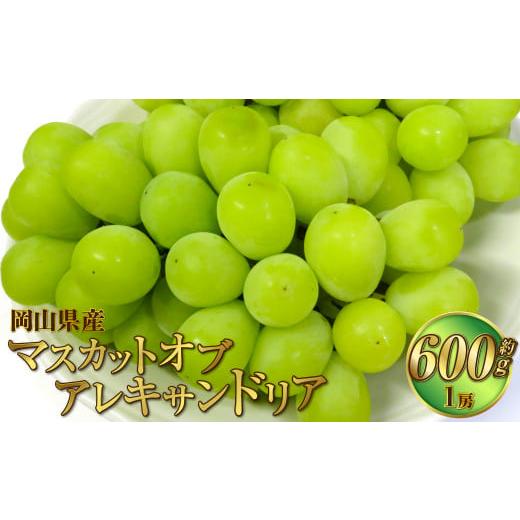 ふるさと納税 ぶどう マスカット 岡山県 奈義町 岡山県産 マスカットオブアレキサンドリア 約600g(600g×1房) 2026年8月下旬〜9月下旬迄発送予定 果物 くだ…