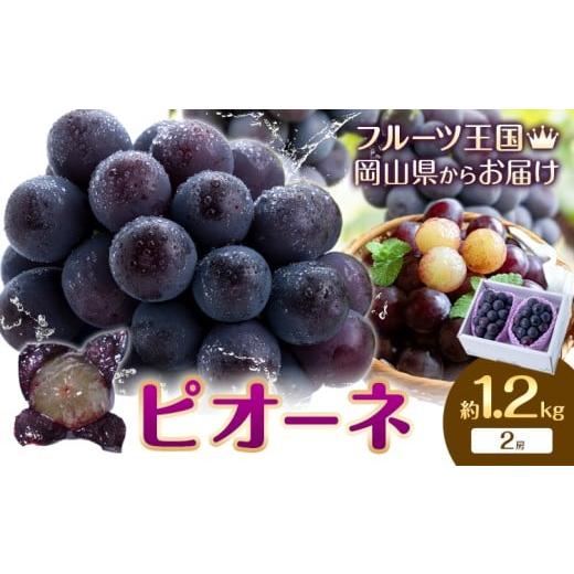 ふるさと納税 果物類 ぶどう 岡山県 浅口市 2026年先行予約 ぶどう ピオーネ 約1.2kg 2房 もりおか農園[2026年9月上旬-10月上旬頃出荷]岡山県 浅口市 送料…