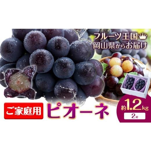 ふるさと納税 果物類 ぶどう 岡山県 浅口市 2026年先行予約 ぶどう ご家庭用 ピオーネ 約1.2kg 2房 もりおか農園[2026年9月上旬-10月上旬頃出荷]岡山県 浅…