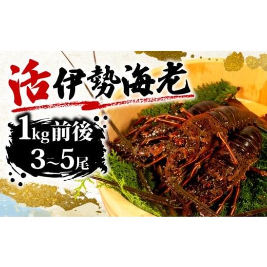 ふるさと納税 旬の鮮魚等 三重県 志摩市 活き 伊勢海老 約 1kg 3尾 〜 5尾 海老 えび エビ いせえび 志摩 天然 刺身 BBQ バーベキュー 味噌汁 海鮮 魚介 新鮮 …